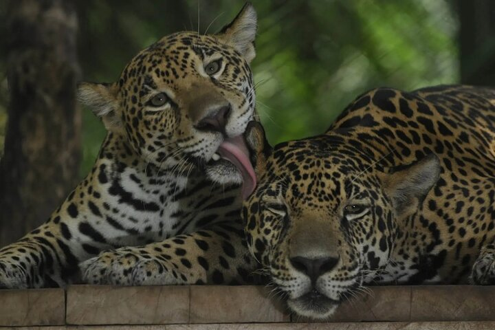  Private Wildlife and Sightseeing Tour to Natuwa Rescue Center - Photo 1 of 15